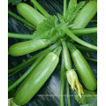 HSQ03 Cheng vert F1 courge hybride / graines de courgettes